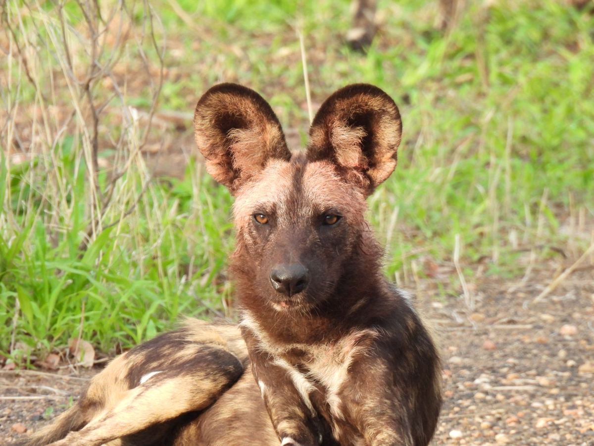A wild dog resting beside the track in Hwange