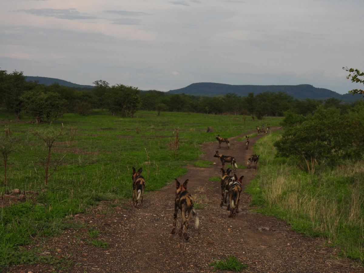 A pack of African wild dogs walking away up a track in Hwange, hills on the skyline