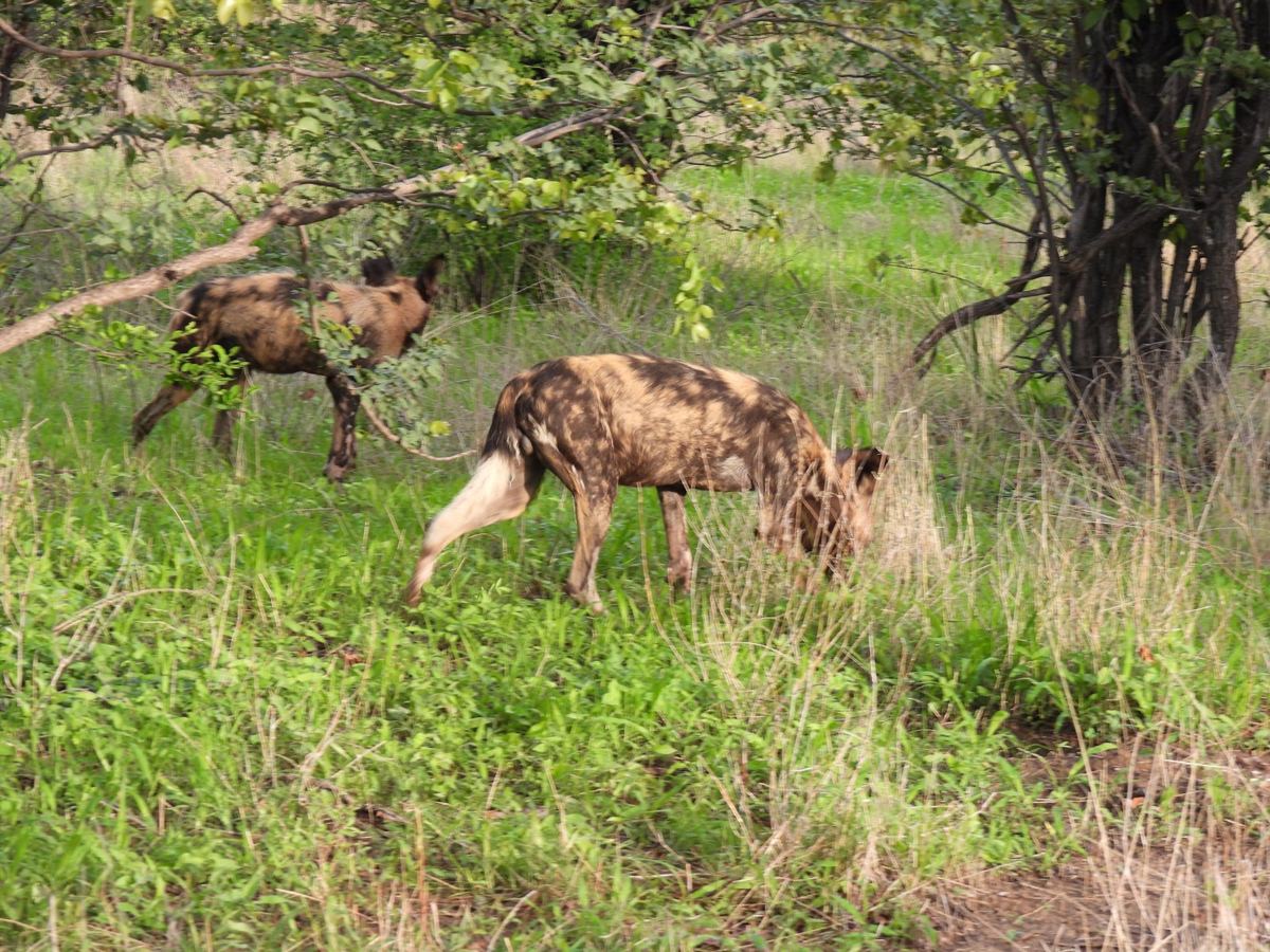 Zwei wilde Hunde in hohem grünem Gras unter Bäumen in Hwange im Januar