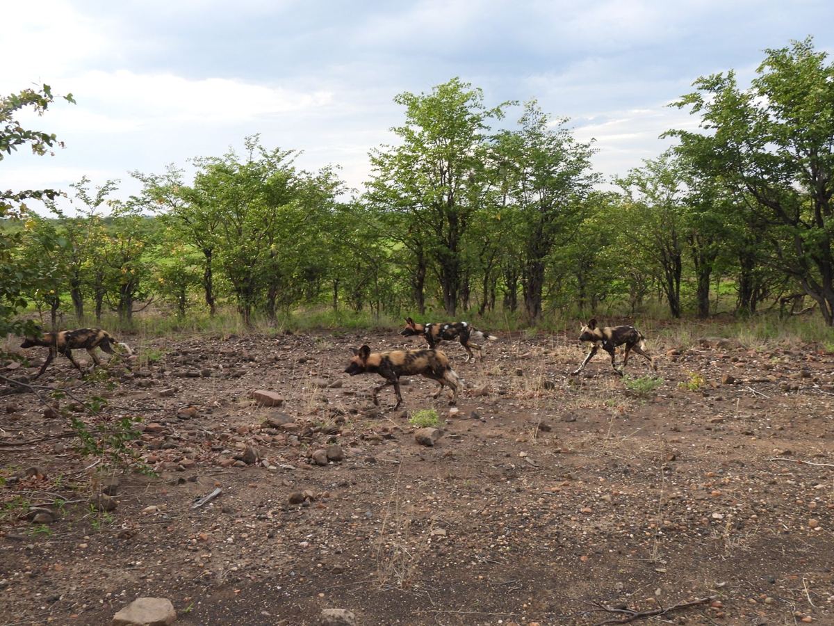 Eine Meute afrikanischer Wildhunde, verteilt in offenem Mopane-Buschland in Hwange