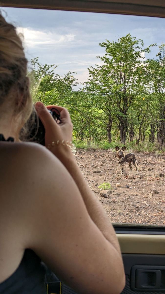 Photographing a wild dog from inside a vehicle in Hwange