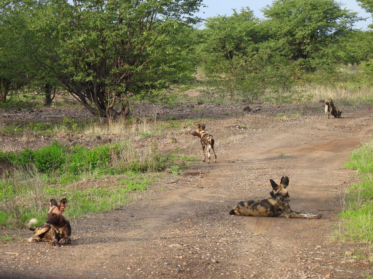Wilde Hunde, die auf einer Erdstraße in Hwange während der Regen ruhen