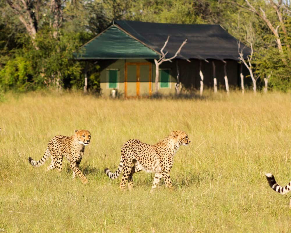 Two cheetahs walk through long grass past a guest tent at Bomani Tented Lodge