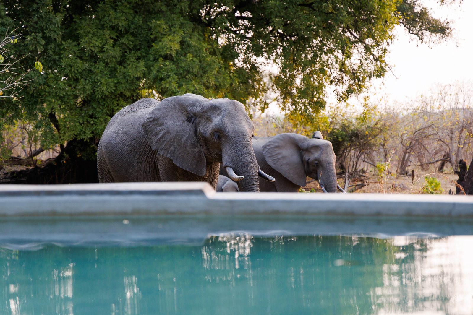 Elephants drinking from the camp pool
