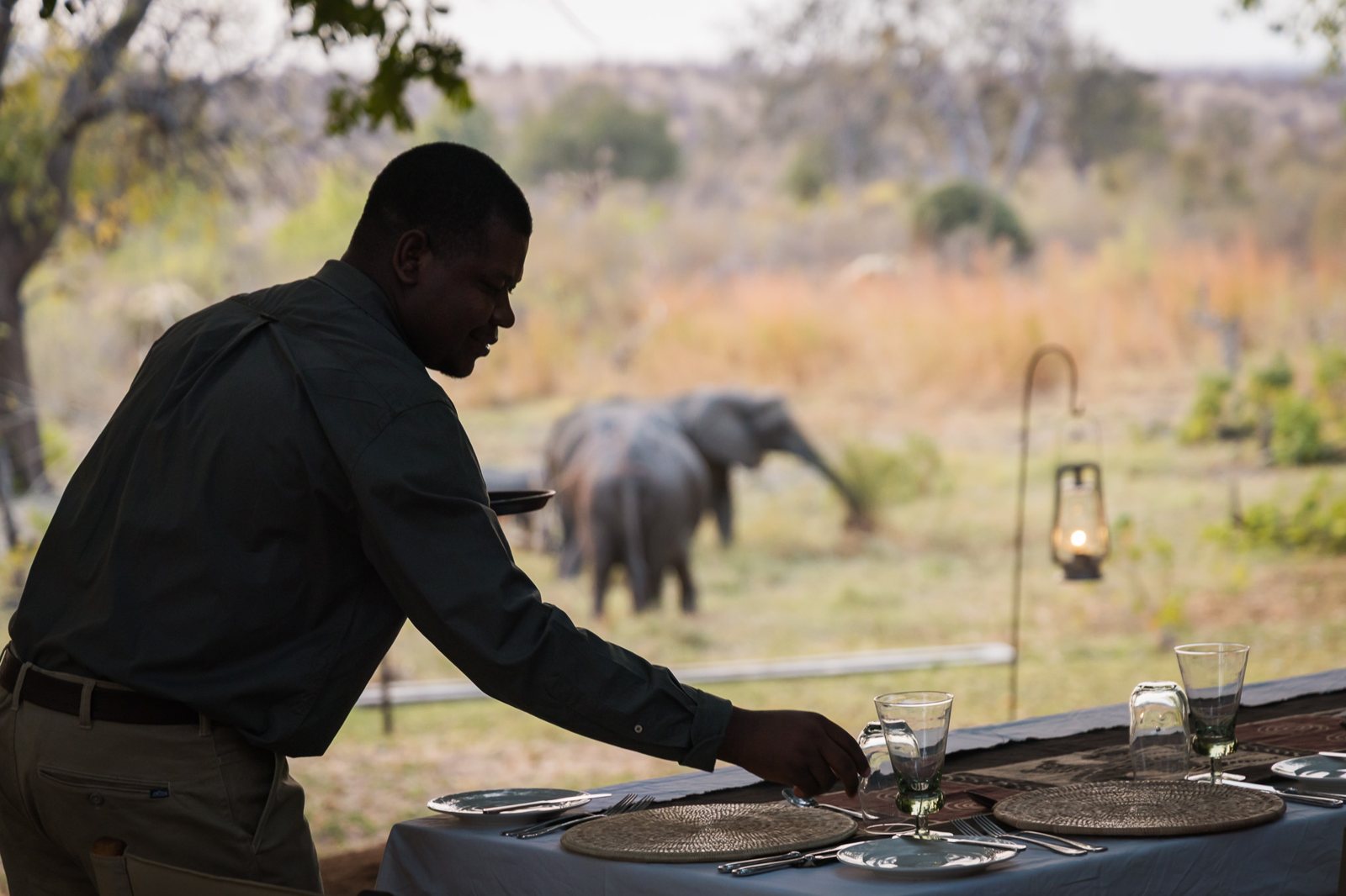 A waiter laying the table while elephants walk past camp