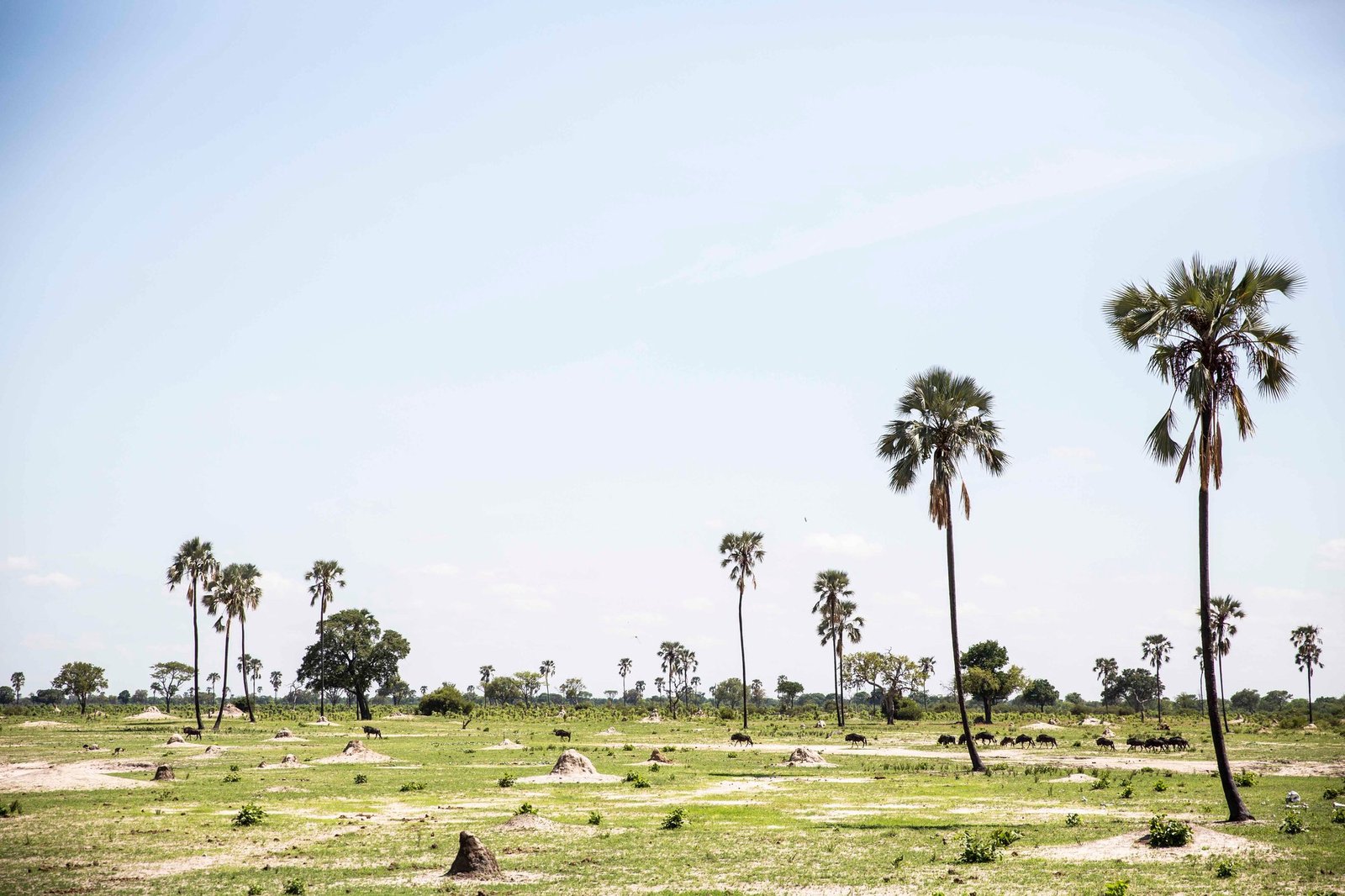 Open grassland near Wilderness Davison's Camp is dotted with palms and termite mounds