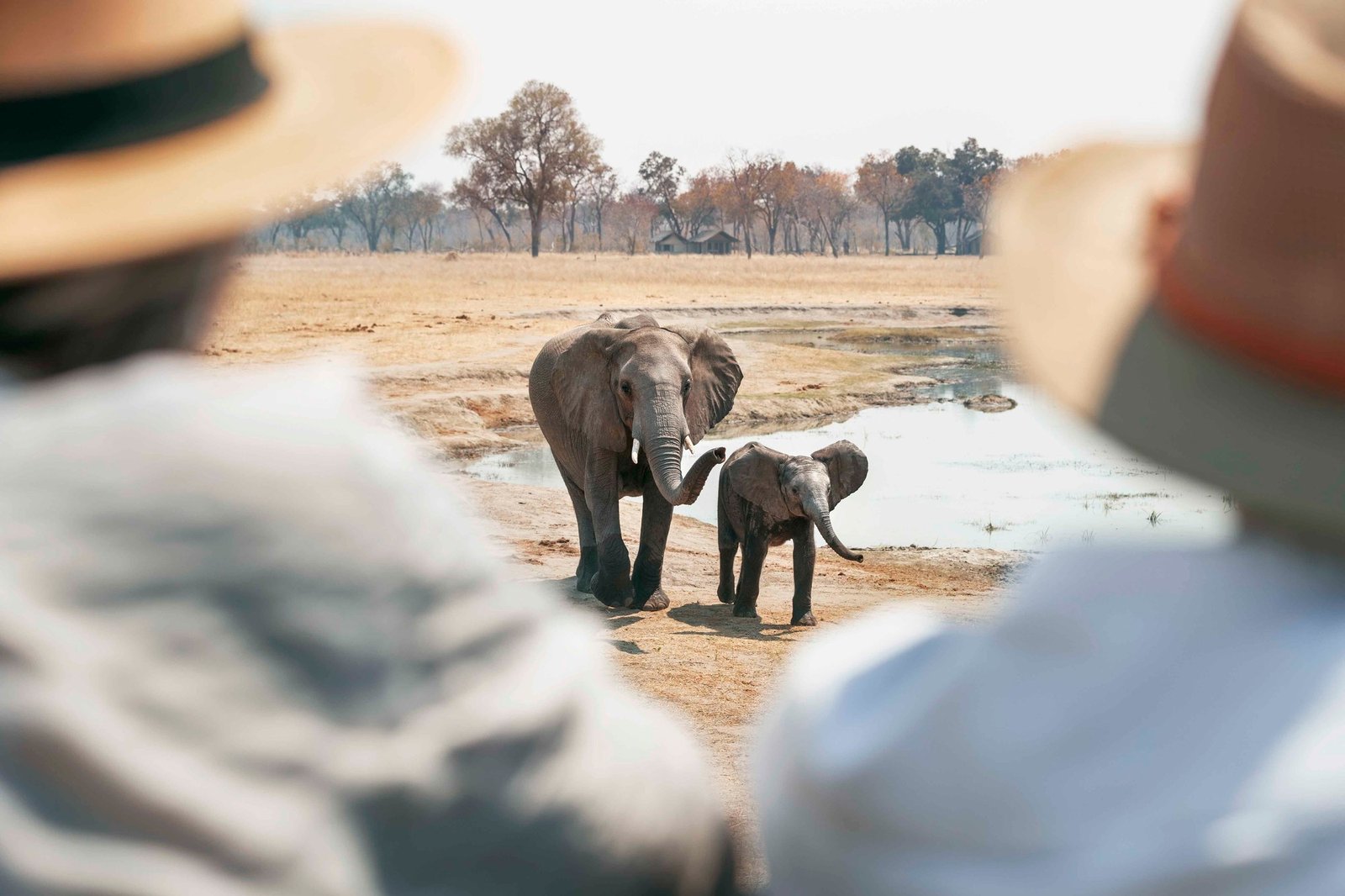 Guests at Wilderness Davison's Camp watch an elephant and her calf at the waterhole