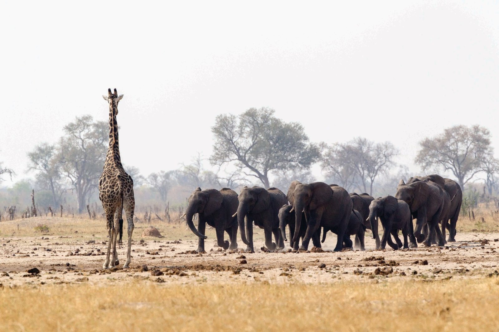 Near Wilderness Davison's Camp, a giraffe stands beside a herd of elephants on the plain