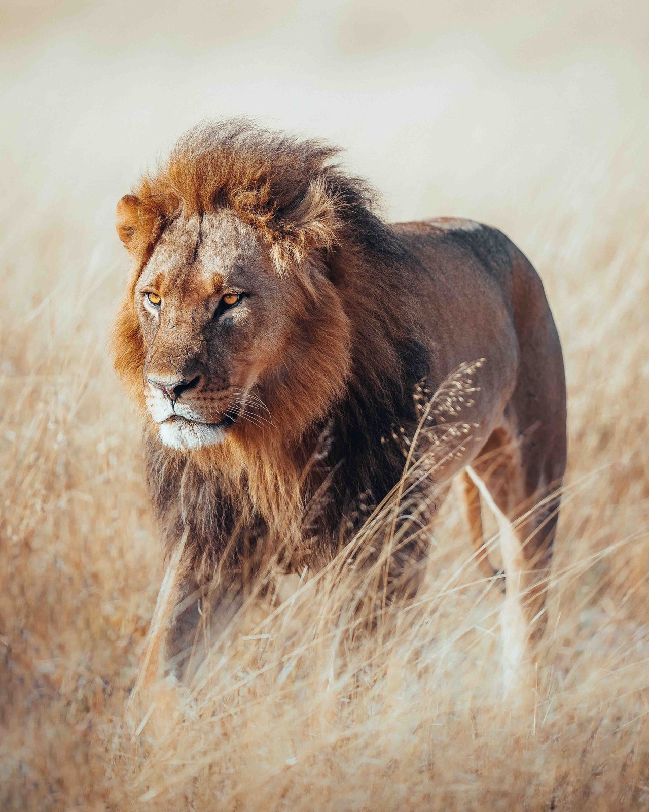 A maned lion walks through long dry grass near Wilderness Davison's Camp