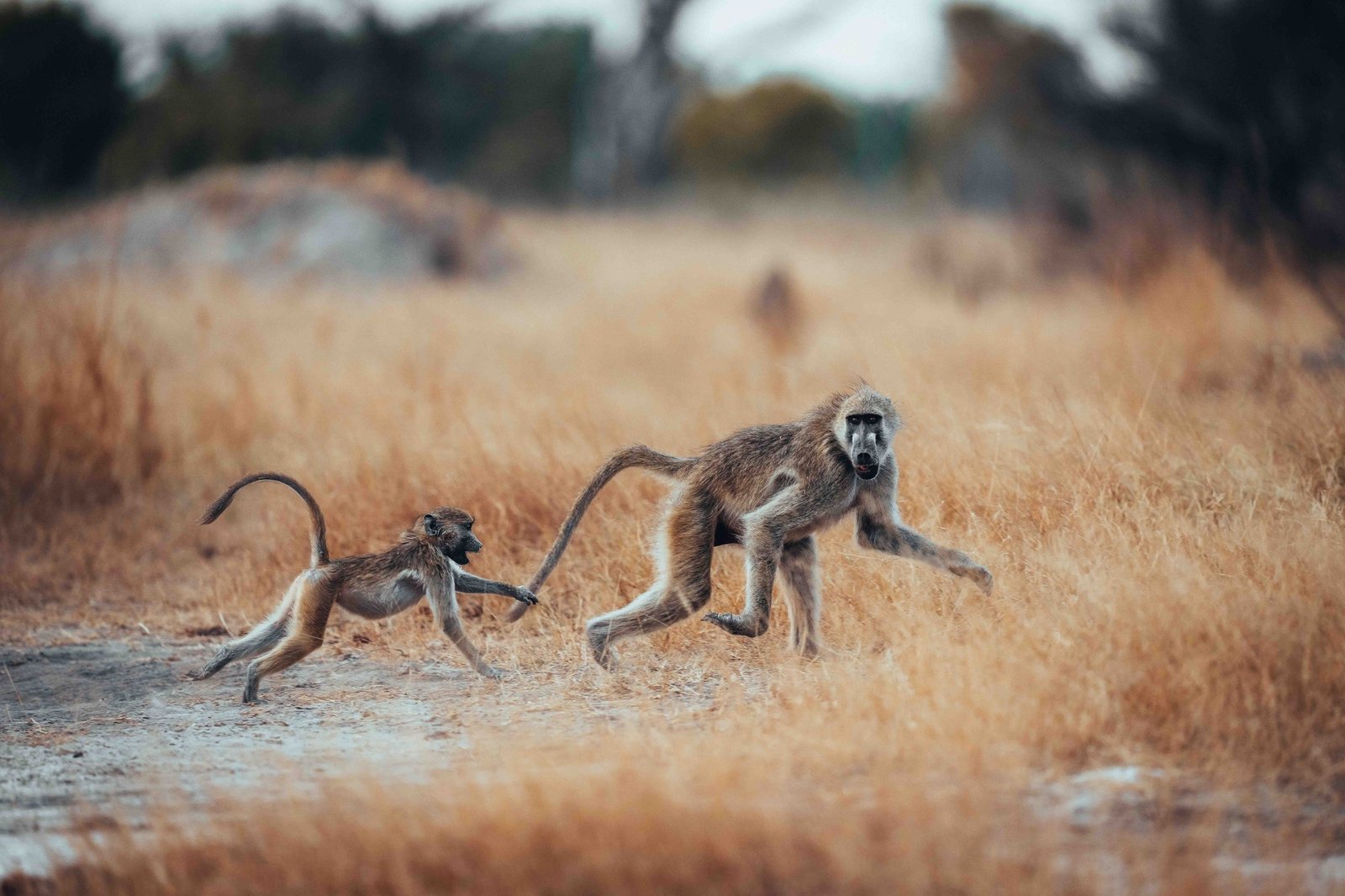 Two baboons cross a patch of golden grass close to Wilderness Davison's Camp
