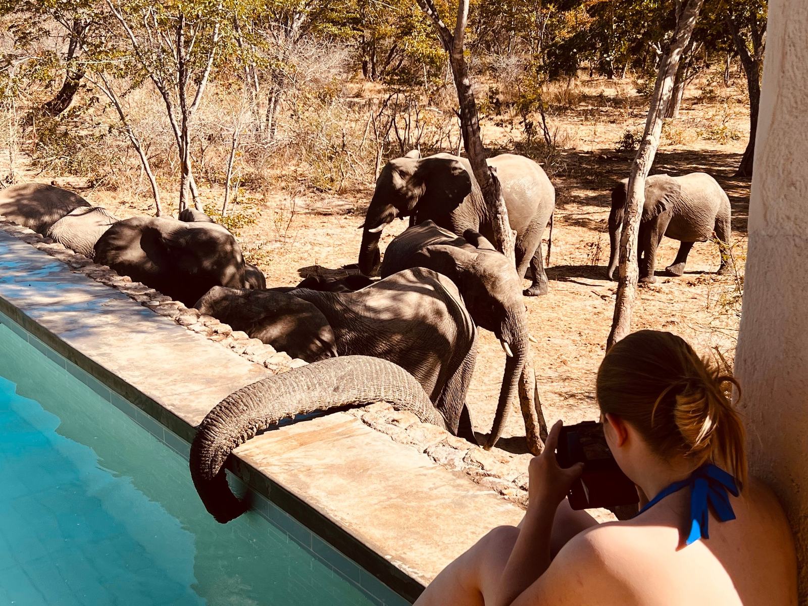 Elephants drink from the pool's edge at Gwango Heritage Resort, Hwange, as a guest takes photos