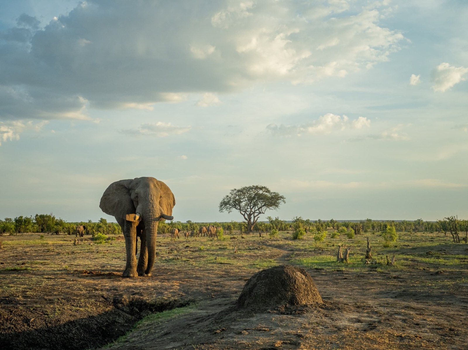 An elephant crosses open ground near Hwange Bush Camp in the late afternoon