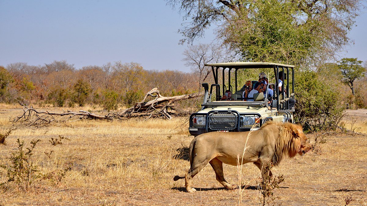 A lion walks past a Hwange Safari Lodge game vehicle in dry woodland