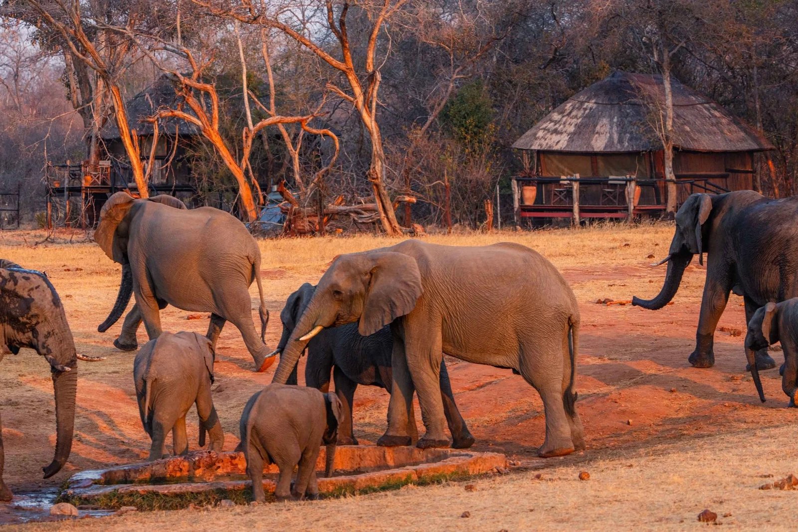 Elephants drink at the waterhole in front of Ivory Lodge's thatched rooms in Hwange