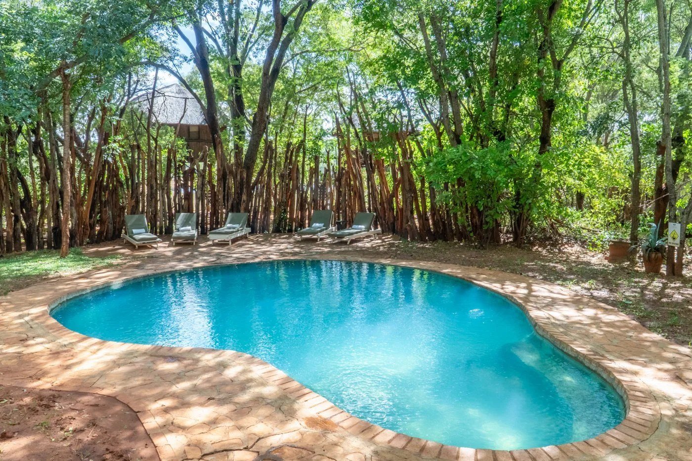 The kidney-shaped swimming pool at Ivory Lodge is ringed by trees and sun loungers