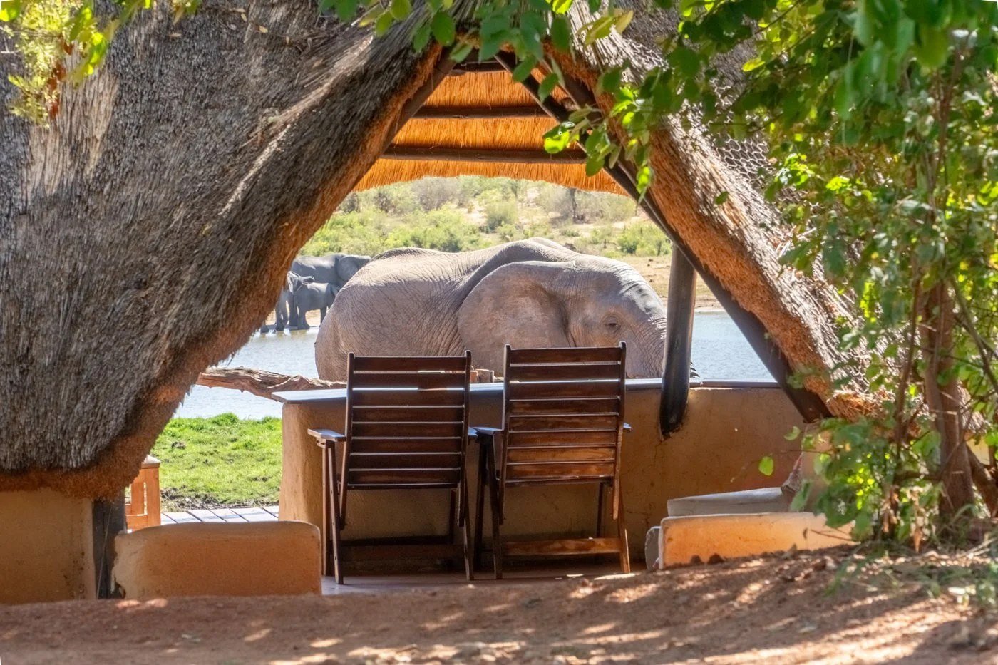 From the hide at Ivory Lodge, an elephant appears at the waterhole past two chairs