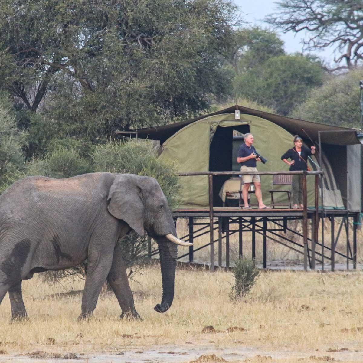 At Jozibanini Camp in Hwange, an elephant walks past a raised tent as guests watch