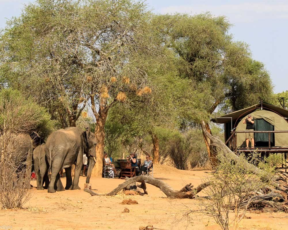 Elephants browse among the trees right beside Jozibanini Camp