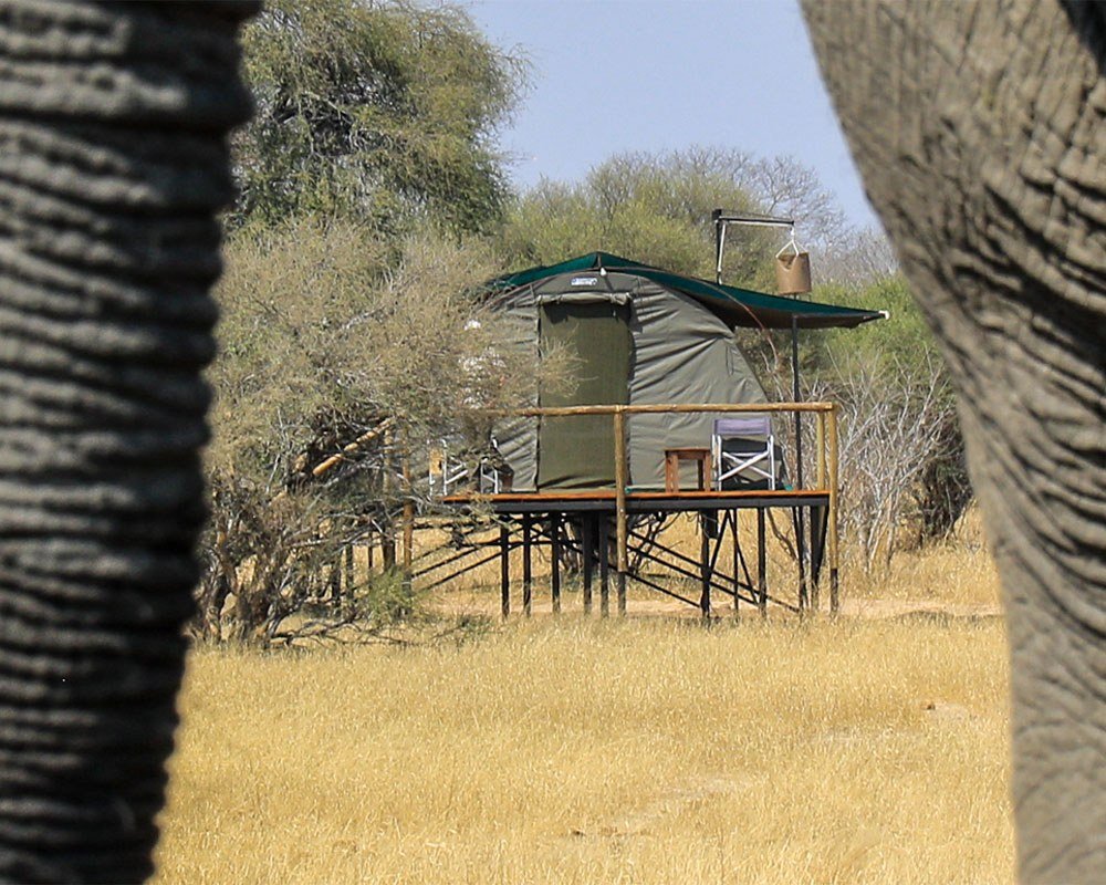 At Jozibanini Camp, a raised tent on stilts is framed by an elephant's legs