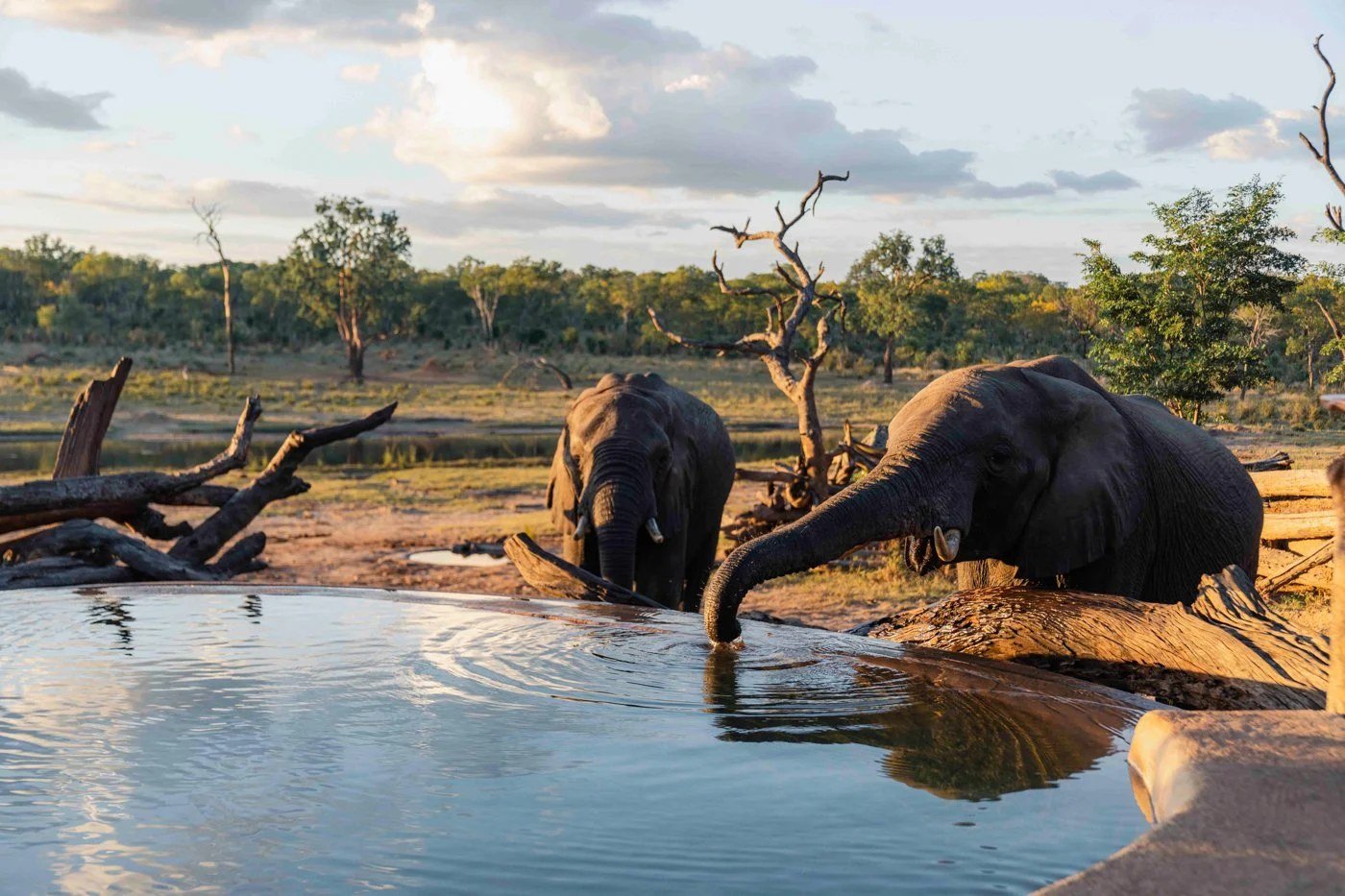 Elephants drink at the water's edge right in front of Khulu Bush Camp