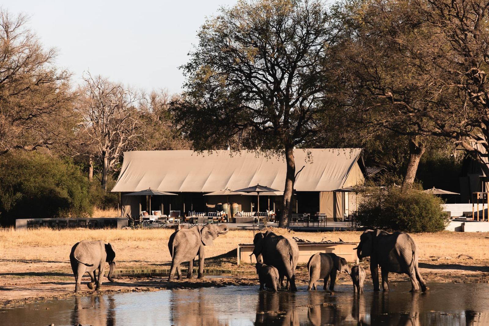 Wilderness Linkwasha's tents stand behind the waterhole in Hwange, with elephants drinking in front