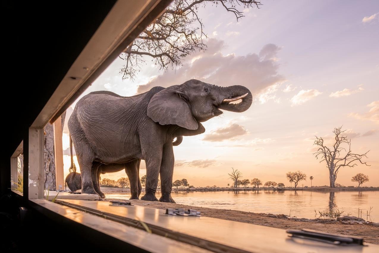 At Wilderness Linkwasha, an elephant drinks right in front of the hide's viewing slot