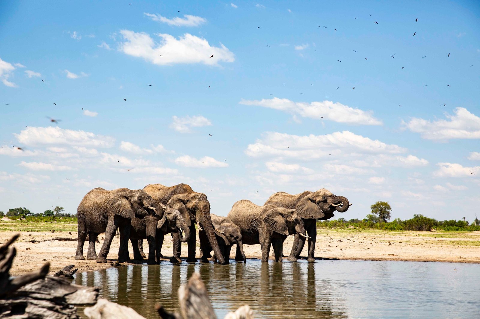 A breeding herd of elephants drinks at a waterhole in the Wilderness Linkwasha concession