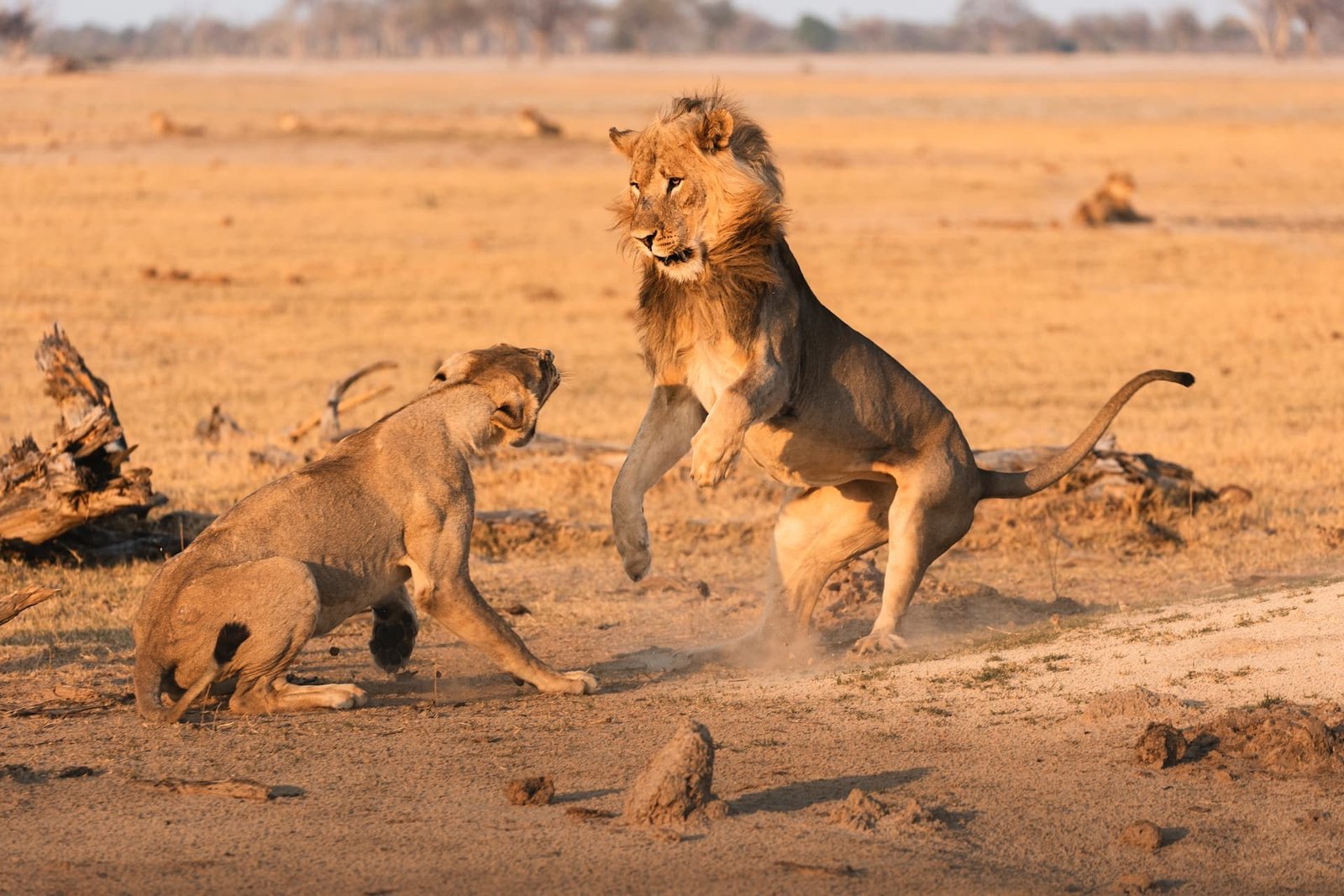 Two lions spar in a cloud of dust in the Wilderness Linkwasha area