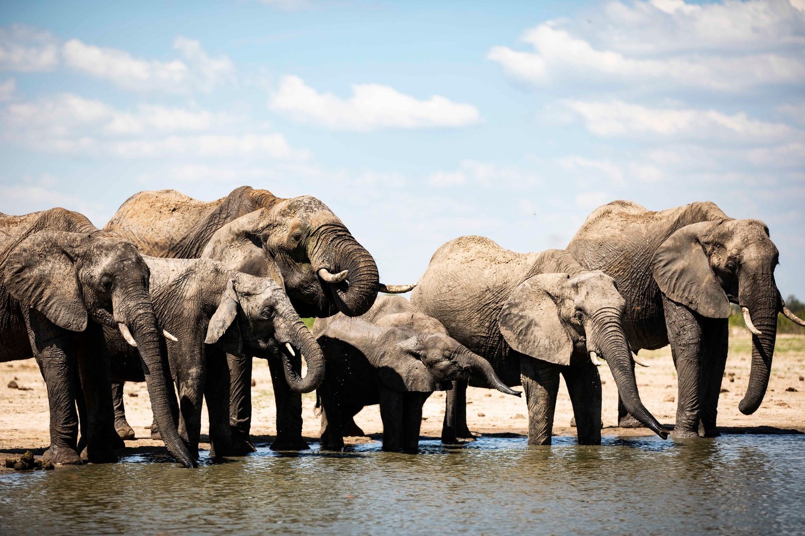 A herd of elephants crowds in to drink at the Wilderness Little Makalolo waterhole