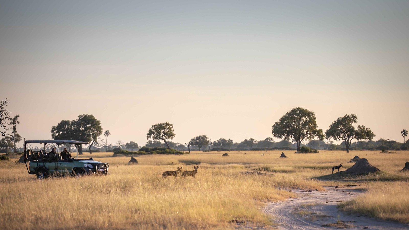 A game vehicle crosses open grassland in the Wilderness Little Makalolo area