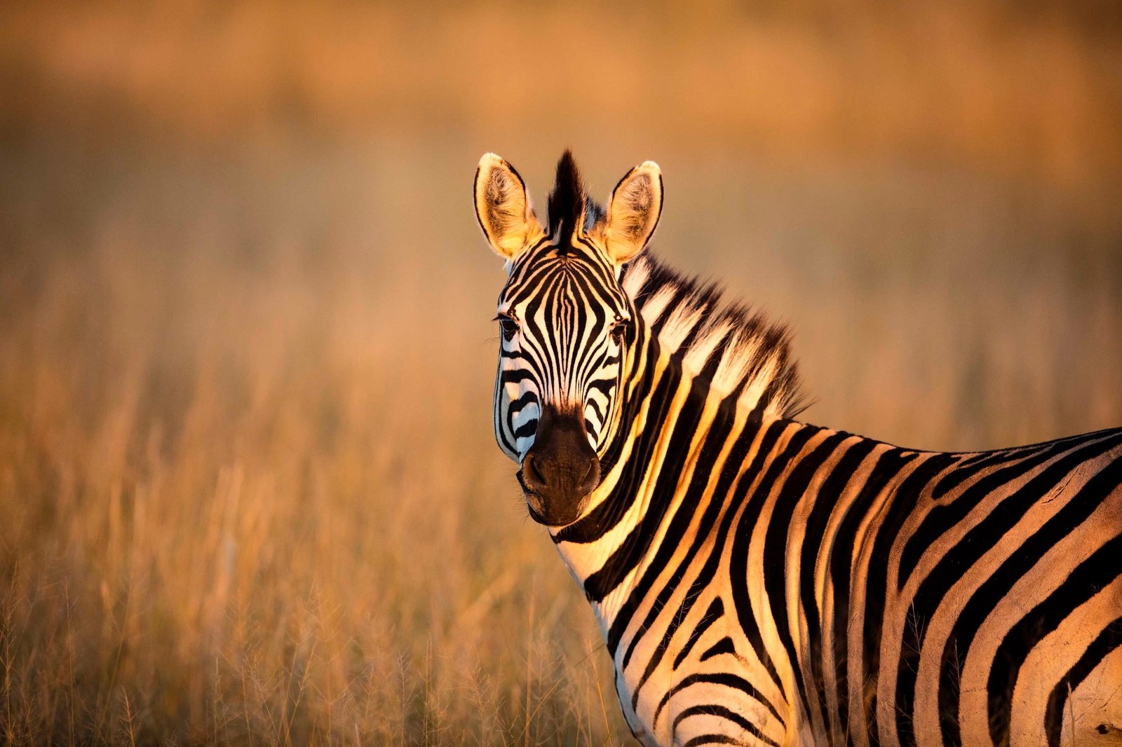A zebra at Wilderness Little Makalolo stands in golden grass, looking straight at the camera