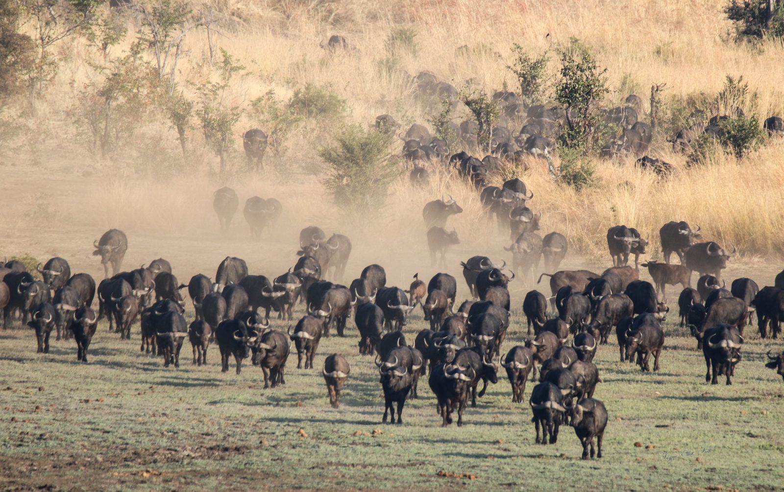 A buffalo herd coming in through the dust