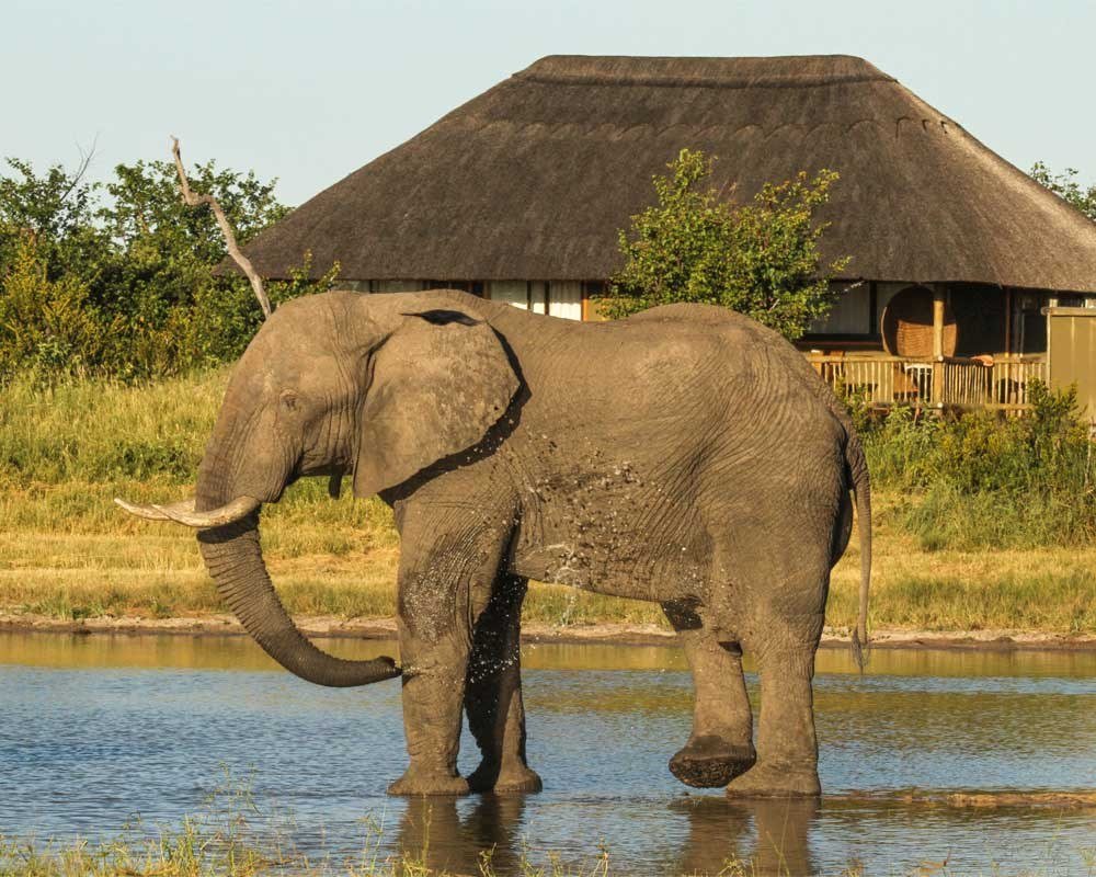 An elephant drinks at the waterhole in front of a thatched suite at Nehimba Lodge, Hwange
