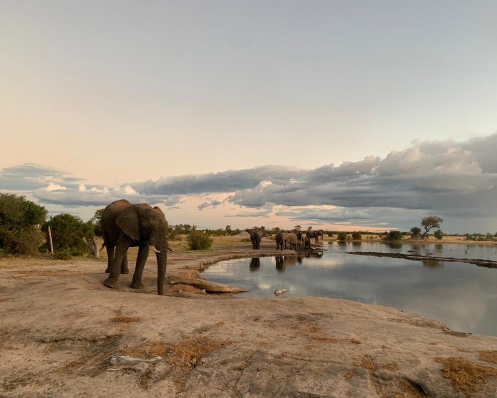 An elephant walks along the edge of the pan near Nehimba Lodge in the evening