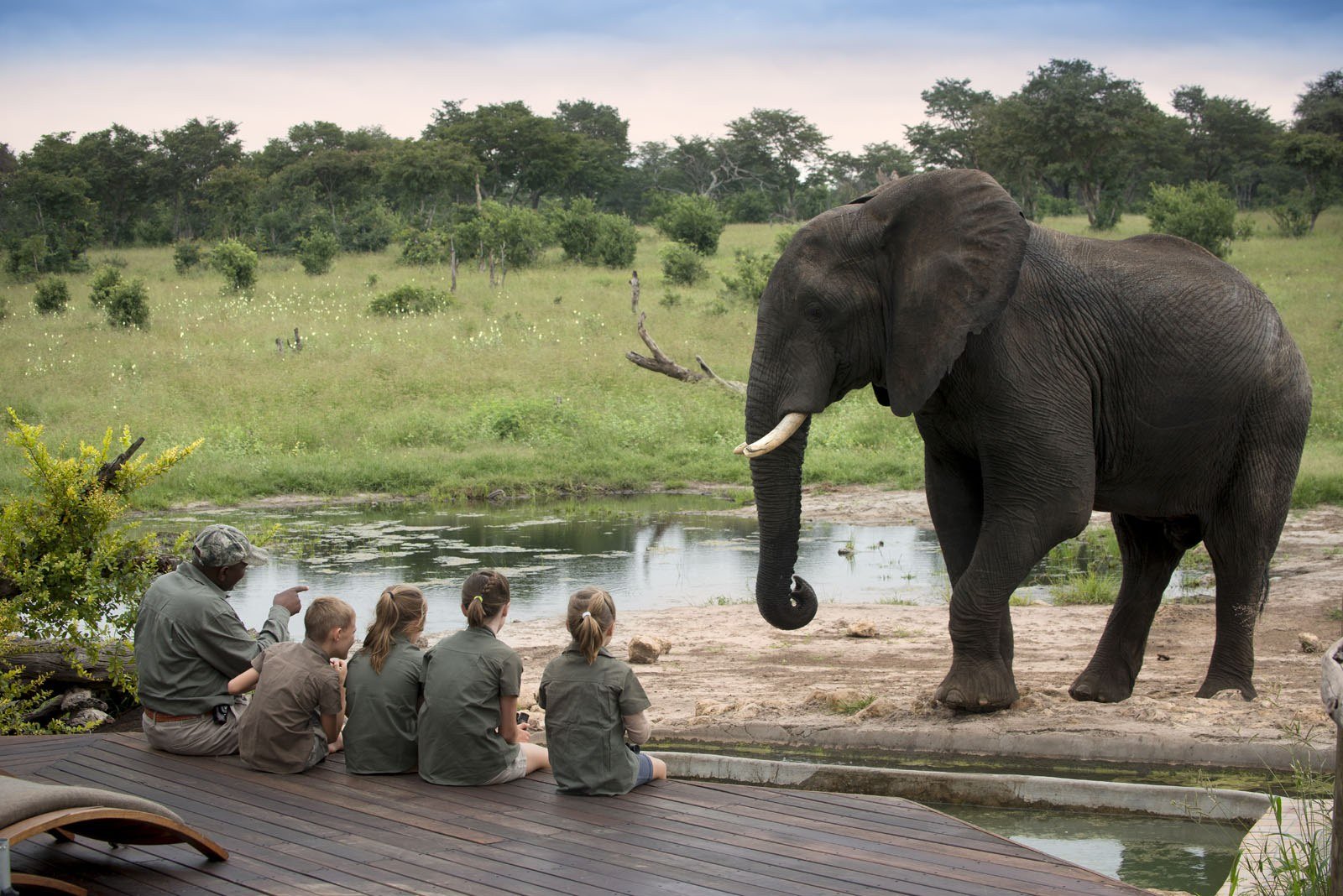 A family on the deck at Somalisa Acacia watches an elephant drink from the pool
