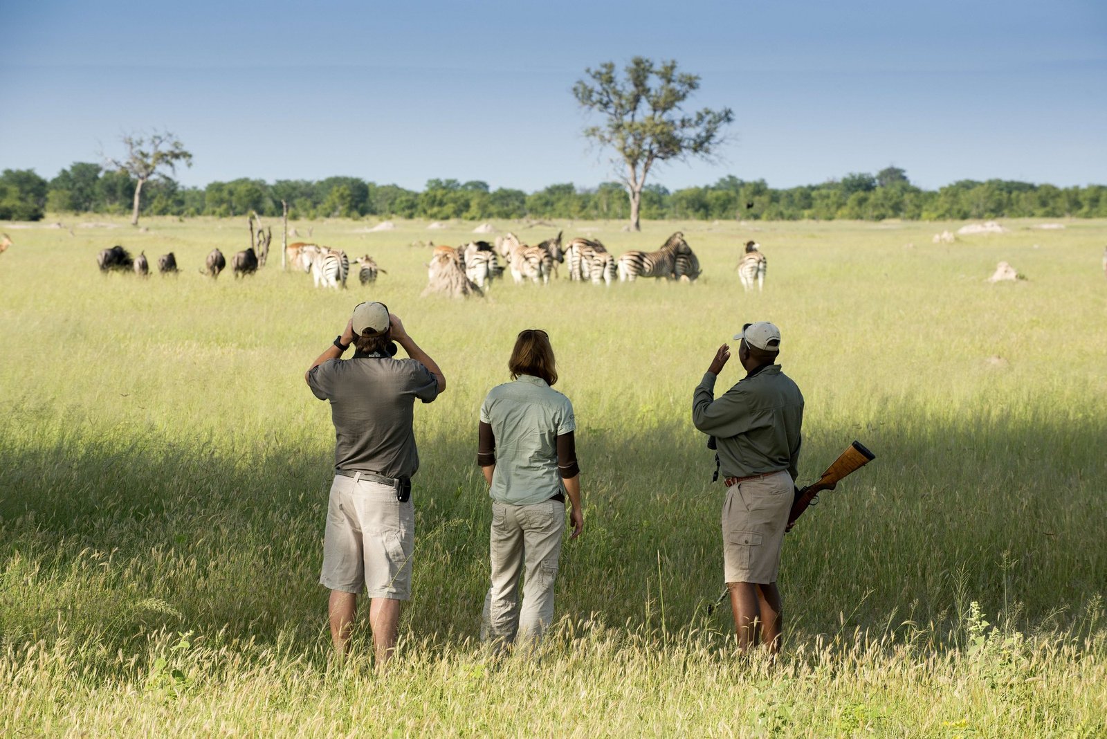 Guests from Somalisa Acacia walk with an armed guide, zebra and wildebeest ahead
