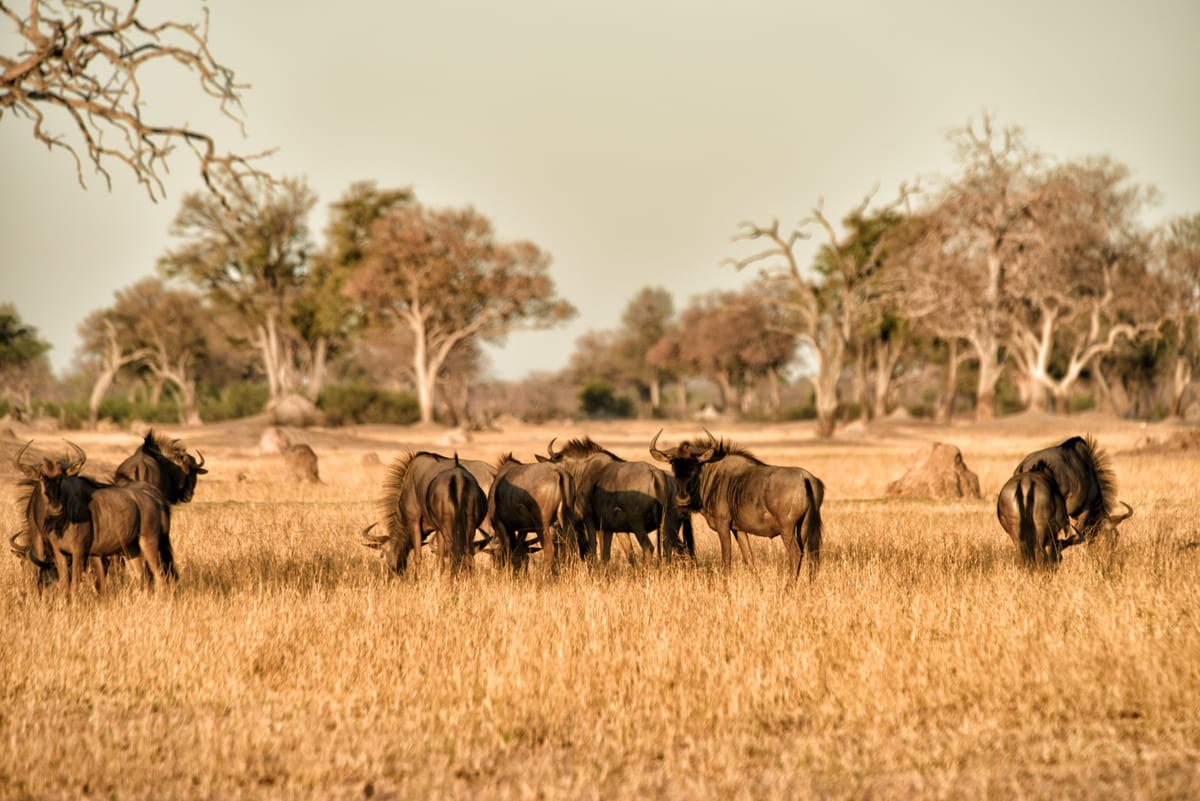 A herd of wildebeest stands in dry grass at the woodland edge near Somalisa Acacia