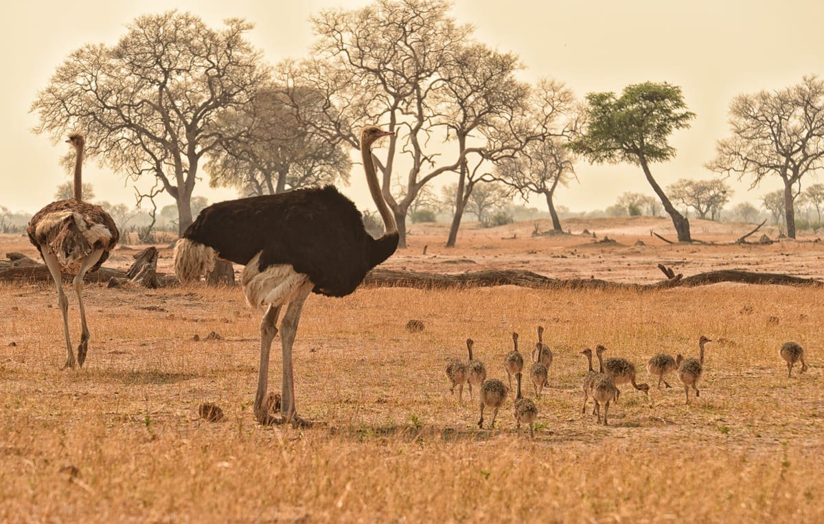 Near Somalisa Acacia, an ostrich pair tends a large brood of chicks on open ground