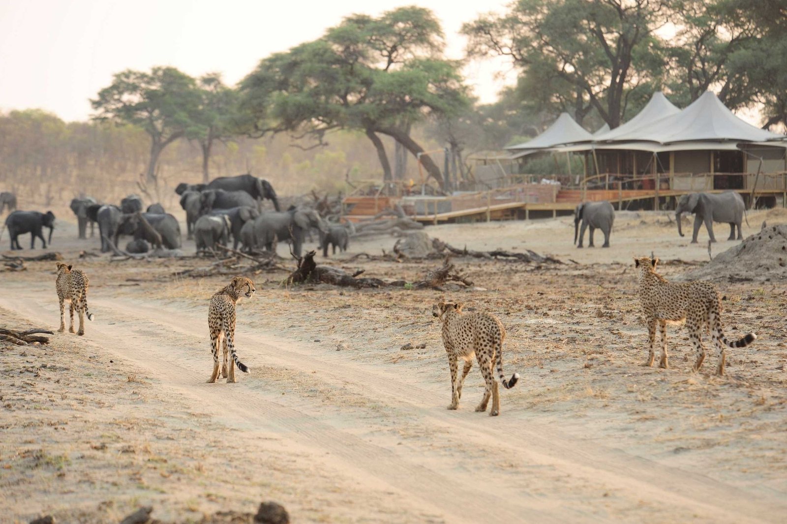 Four cheetahs cross the pan in front of Somalisa Camp as elephants drink