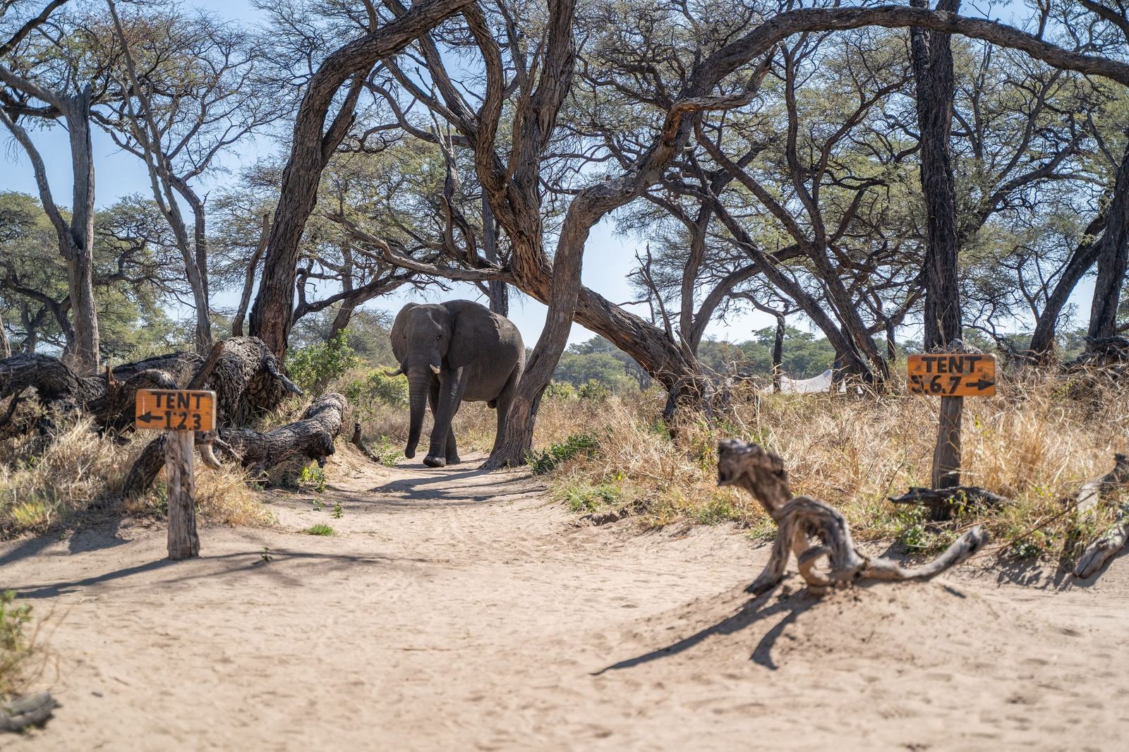 An elephant walks between the trees along a sandy path at Somalisa Camp