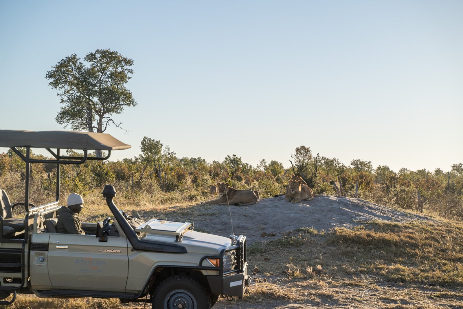At Somalisa Camp, a game vehicle watches a pride of lions resting on a sandy mound