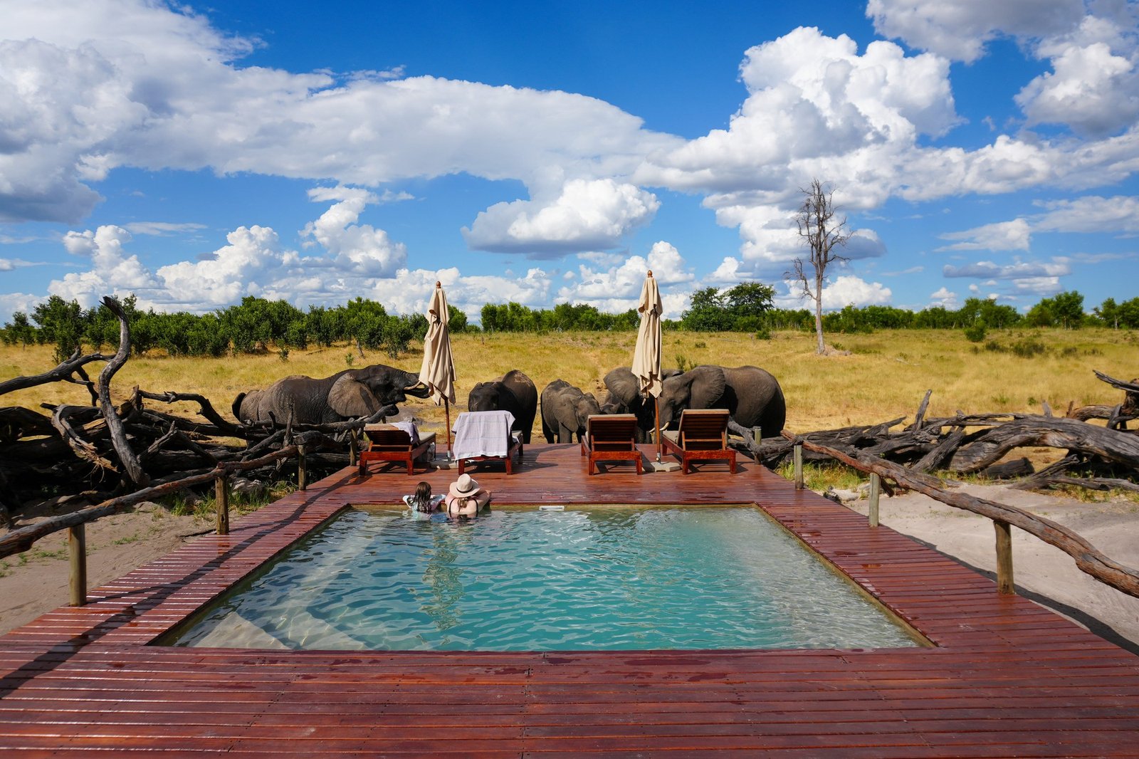 Elephants drink from the far end of the pool at Somalisa Expeditions