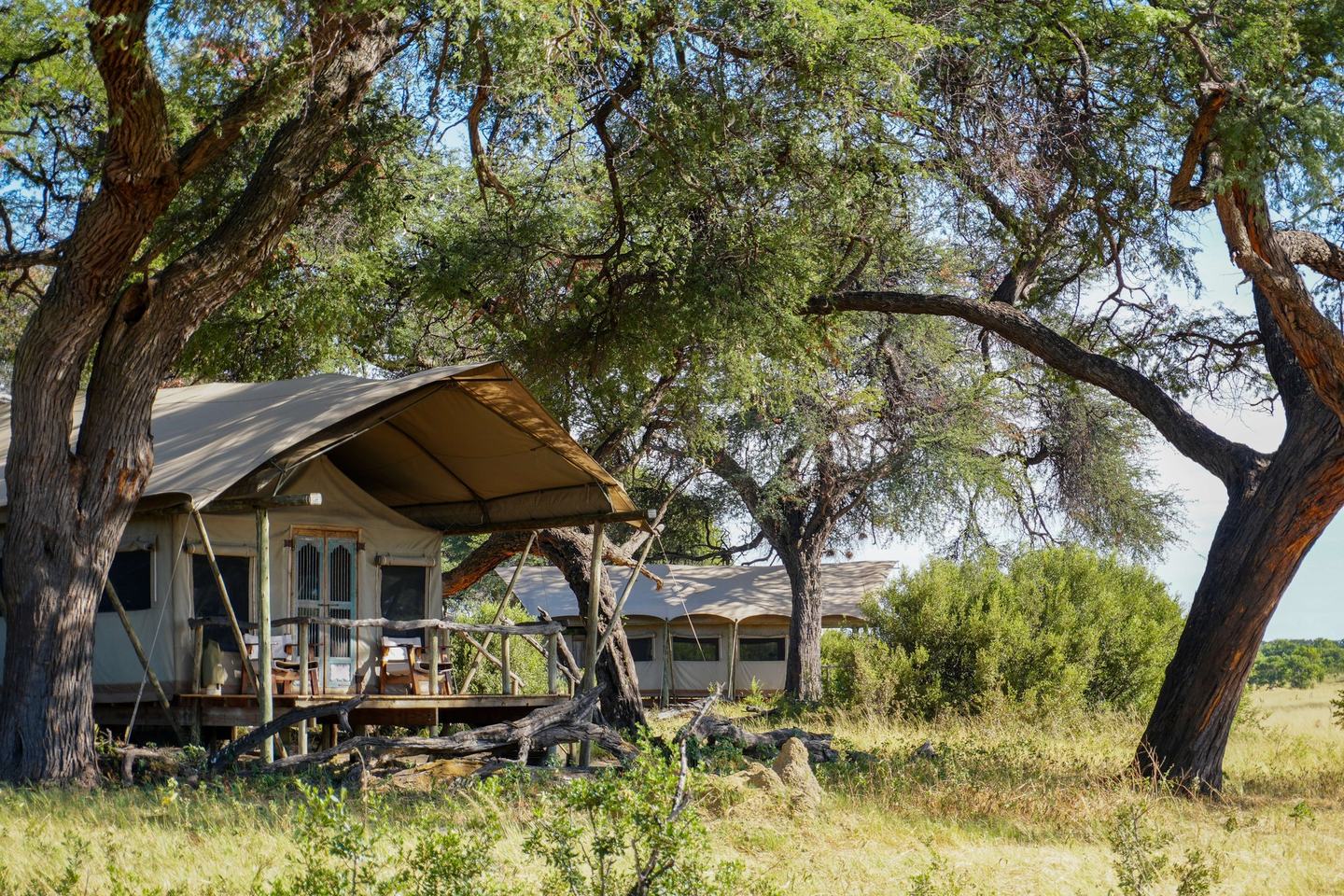 A guest tent at Somalisa Expeditions sits on a raised deck under acacia trees