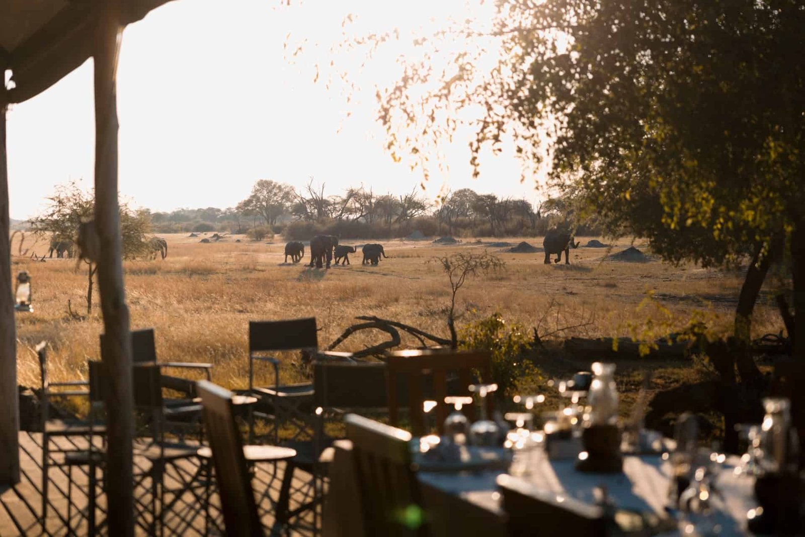 Elephants walk past the dining area at the edge of The Hide Safari Camp