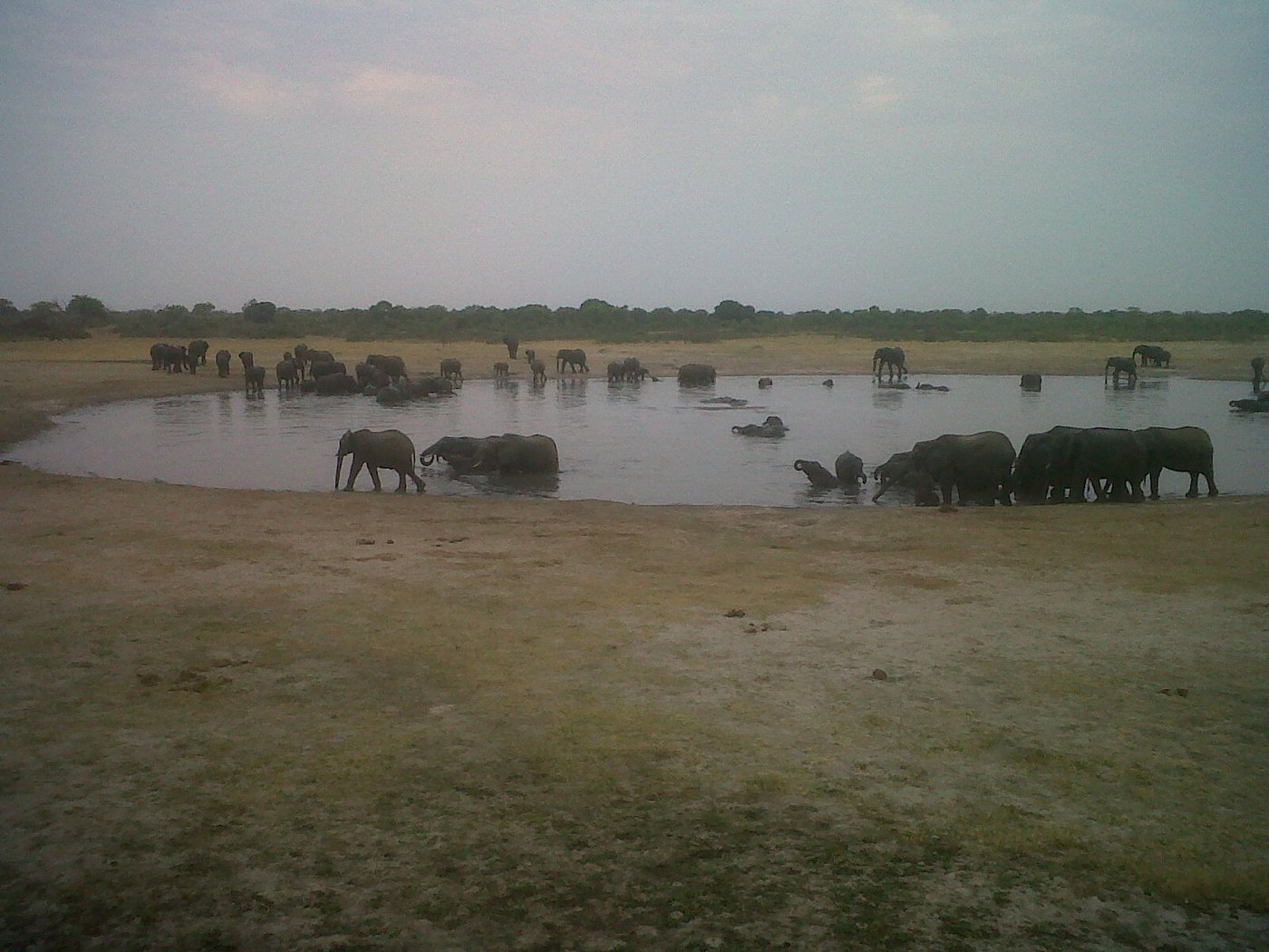 Elephants at Nyamandhlovu Pan, about ten kilometres from Main Camp in Hwange